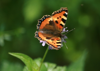 Kleiner Fuchs (Aglais urticae) - © Emanuel Trummer